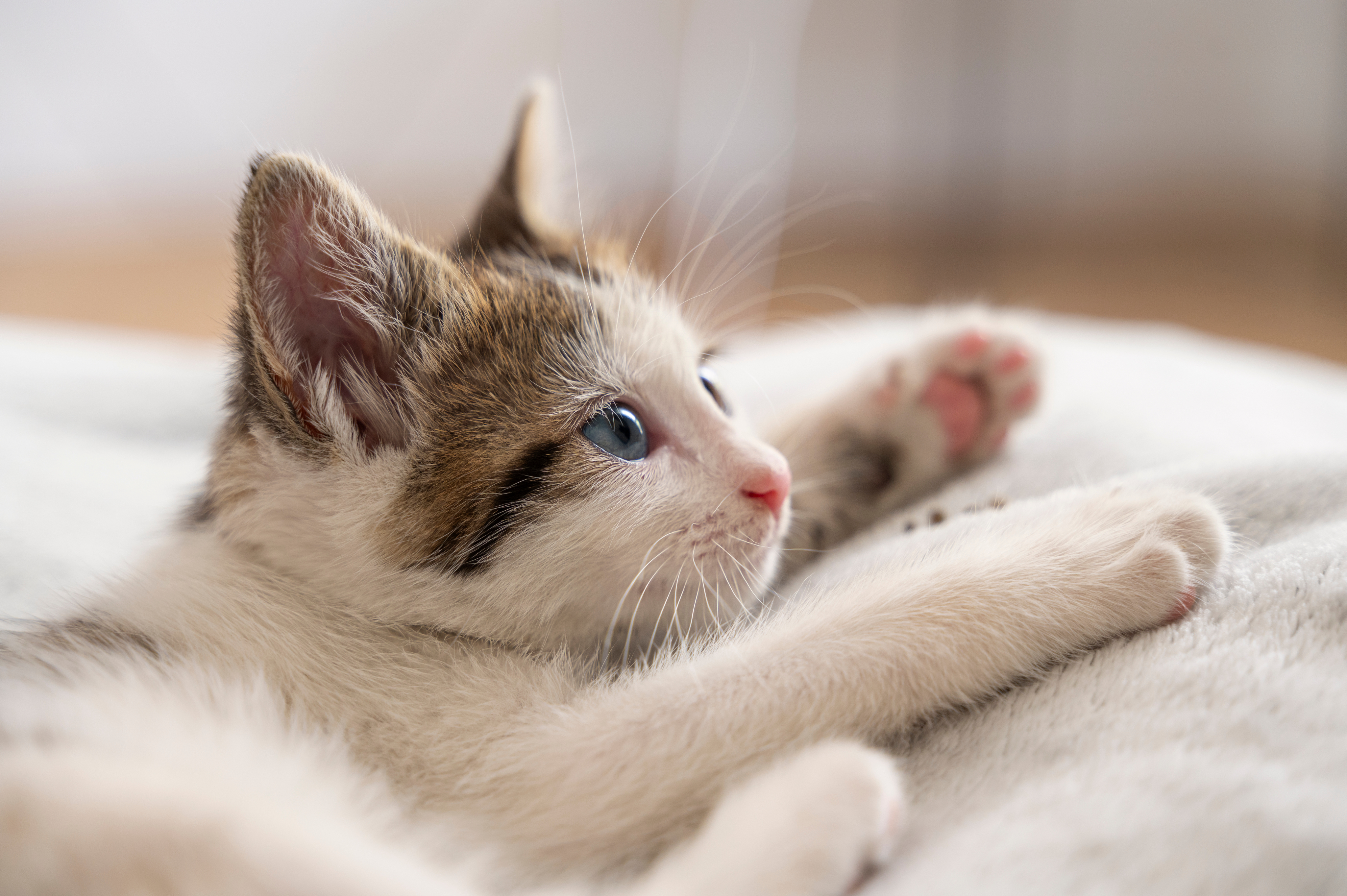 窓辺の猫